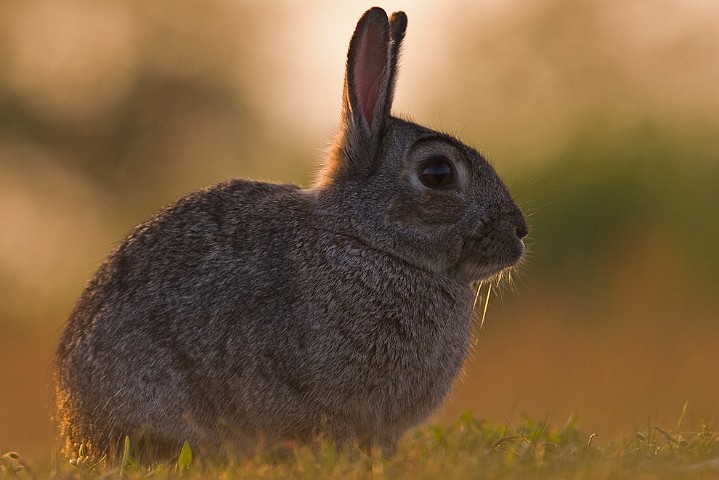 Wildkaninchen Oryctolagus cuniculus